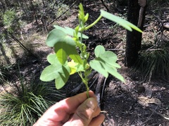 Passiflora subpeltata