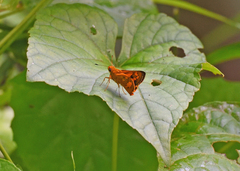 Oriens goloides