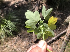 Passiflora subpeltata