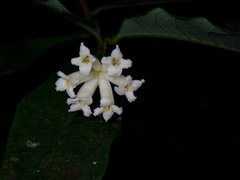 Thymelaeaceae