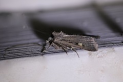 Adelphagrotis indeterminata