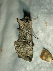 Syngrapha viridisigma