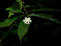 Thymelaeaceae