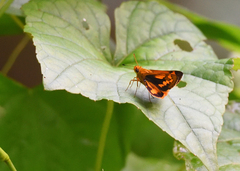 Oriens goloides