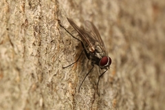 Muscoidea