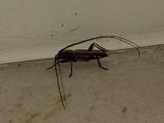 Cerambycidae