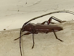 Cerambycidae