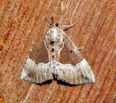 Hypena bijugalis