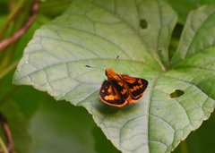 Oriens goloides