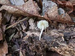 Cystolepiota seminuda