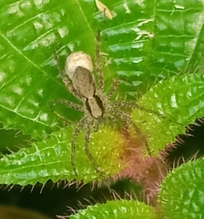 Pardosa laura