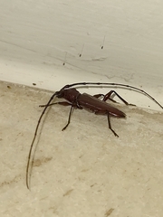 Cerambycidae