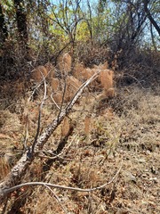 Pinus sabiniana