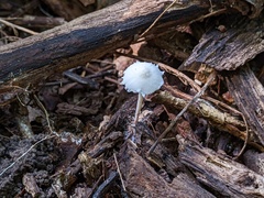 Cystolepiota seminuda