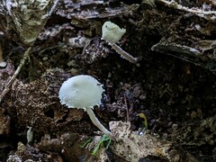 Cystolepiota seminuda