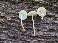 Cystolepiota seminuda