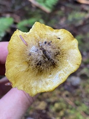 Tricholoma sejunctum