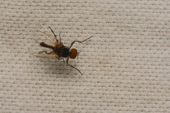Simuliidae
