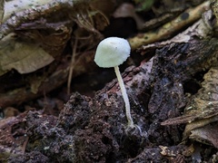 Cystolepiota seminuda