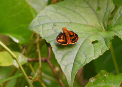 Oriens goloides