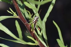 Phaedrotettix