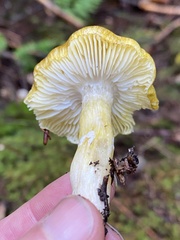 Tricholoma sejunctum