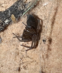 Metaltella simoni