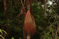 Oenocarpus