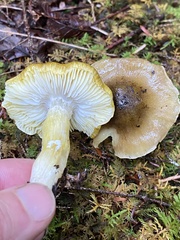 Tricholoma sejunctum