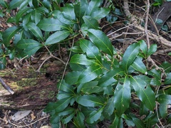 Cissus sterculiifolia