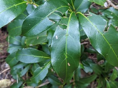 Cissus sterculiifolia