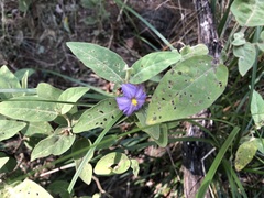 Solanum nemophilum