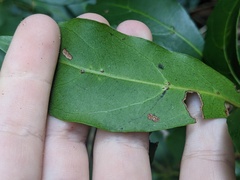 Cissus sterculiifolia