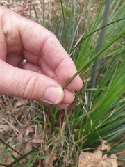 Xanthorrhoea macronema