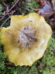 Tricholoma sejunctum