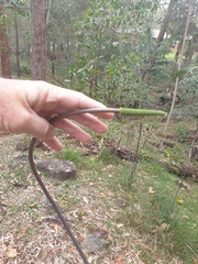 Xanthorrhoea macronema