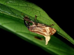 Cylindralcides saundersii