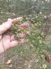 Leptospermum polygalifolium