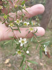 Leptospermum polygalifolium