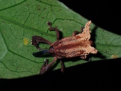 Cylindralcides saundersii