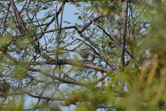 Polioptila