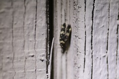 Oegoconia novimundi