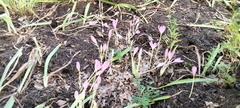 Colchicum autumnale
