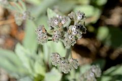 Eriodictyon tomentosum