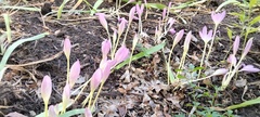 Colchicum autumnale