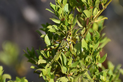 Bootettix argentatus