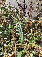 Rumex californicus