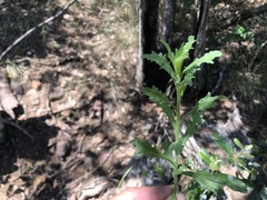 Vittadinia