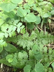 Microlepia nepalensis