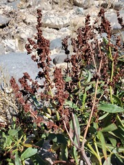 Rumex californicus